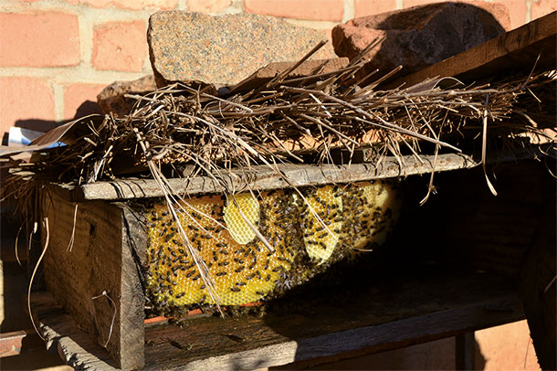 Beekeeping EPSILON Madagascar