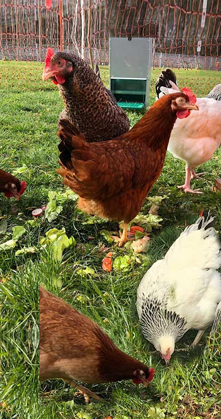 Workplace chicken coop