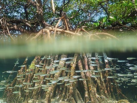 engagement-6-mangrove